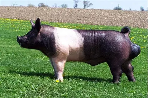 Hampshire Pig
